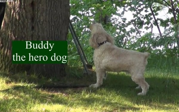 美国威斯康辛州一只小狗把黑熊追上树