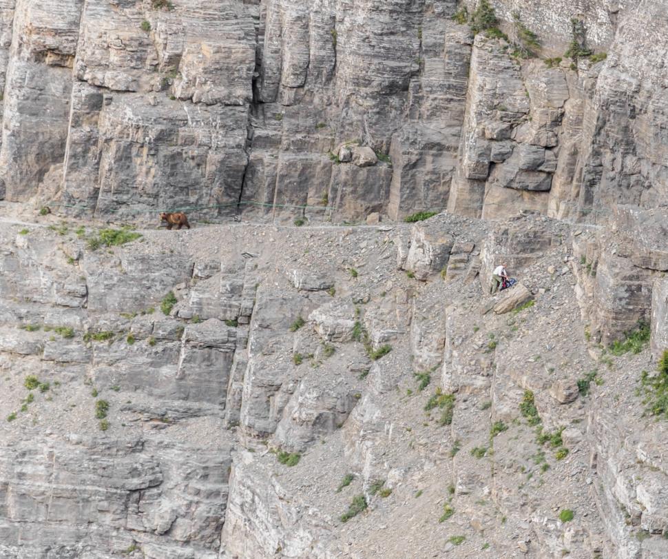 美国游客在峭壁狭窄山道上遇灰熊 躲悬崖角落求生