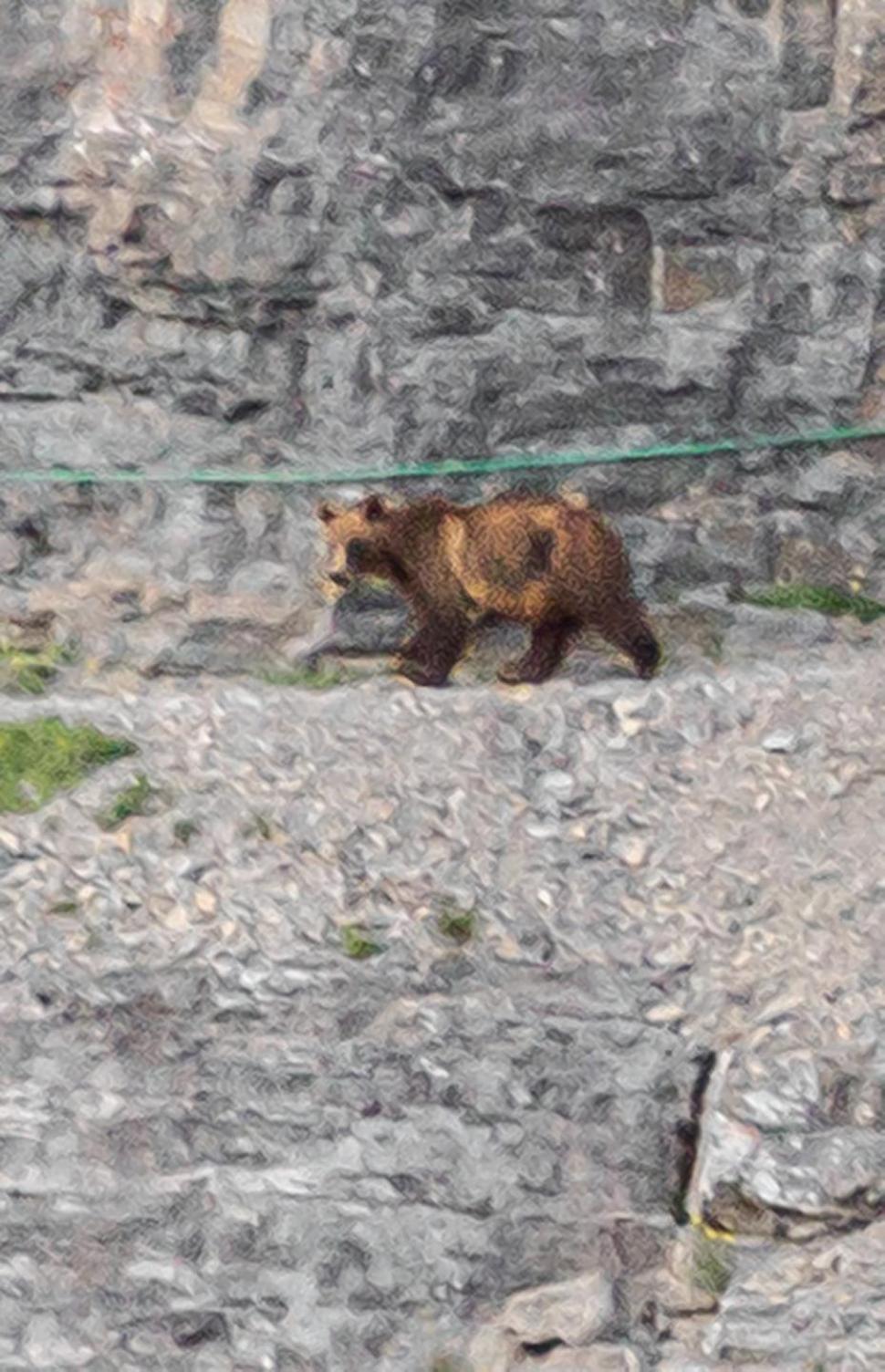 美国游客在峭壁狭窄山道上遇灰熊 躲悬崖角落求生