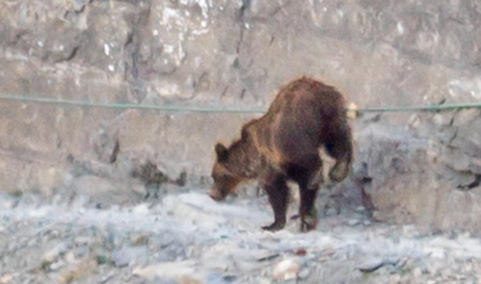 美国游客在峭壁狭窄山道上遇灰熊 躲悬崖角落求生