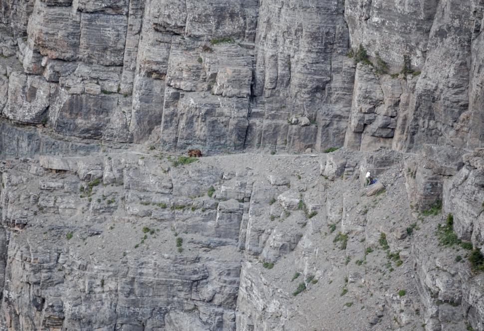 美国游客在峭壁狭窄山道上遇灰熊 躲悬崖角落求生