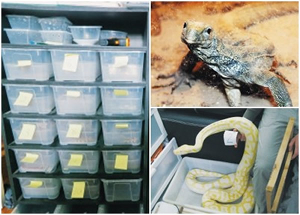 浙江破获特大网络贩卖珍贵濒危野生动物案