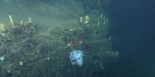 一只雌性深海章鱼打破了孵化记录