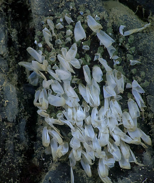 一只雌性深海章鱼打破了孵化记录