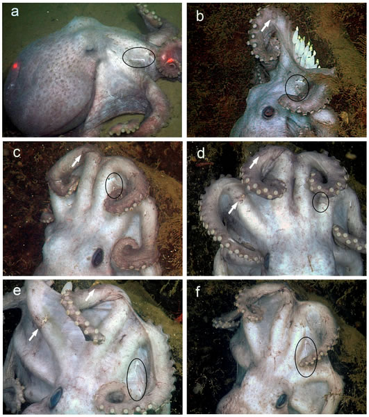 一只雌性深海章鱼打破了孵化记录