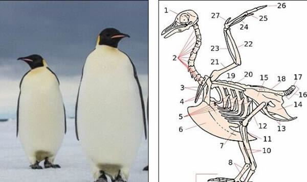 这种被称之为卡氏古冠企鹅、绰号“巨型企鹅”的动物,是迄今为止发现的在已经灭绝或者现有企鹅中,体重最大的企鹅,它甚至比帝企鹅(左)更大。右图中,这张鸽子骨骼插图用
