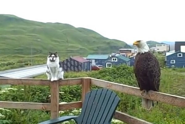 美国阿拉斯加民居家猫与白头鹰同站在阳台栏杆上