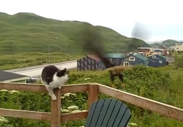 美国阿拉斯加民居家猫与白头鹰同站在阳台栏杆上