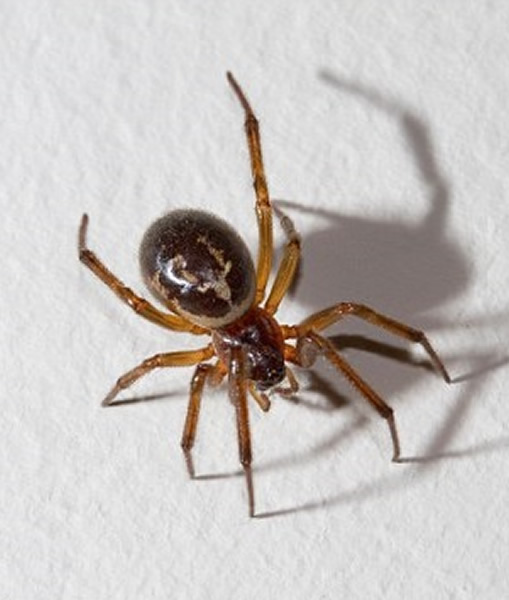 �°���������ȫӢ��������ǿ��֩��