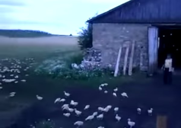 俄罗斯鸭农对着鸭群大吼 数百只小鸭在5秒内迅速整队走回农舍