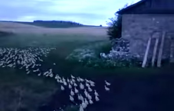 俄罗斯鸭农对着鸭群大吼 数百只小鸭在5秒内迅速整队走回农舍