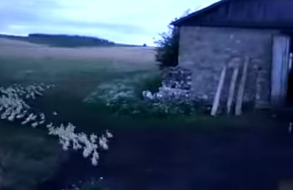 俄罗斯鸭农对着鸭群大吼 数百只小鸭在5秒内迅速整队走回农舍