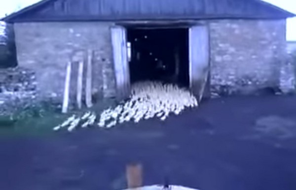 俄罗斯鸭农对着鸭群大吼 数百只小鸭在5秒内迅速整队走回农舍