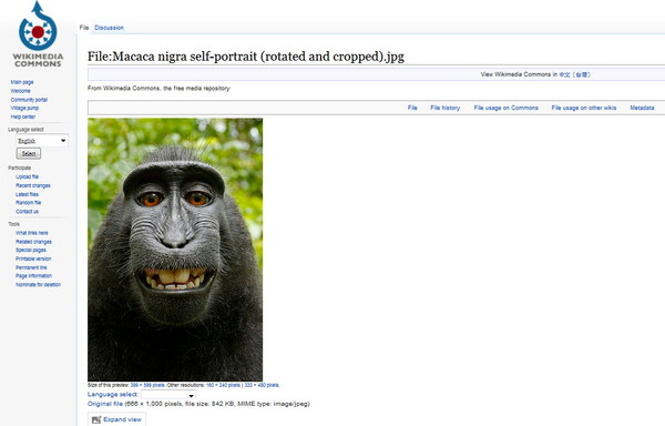 维基百科提供猴子自拍给网友免费下载