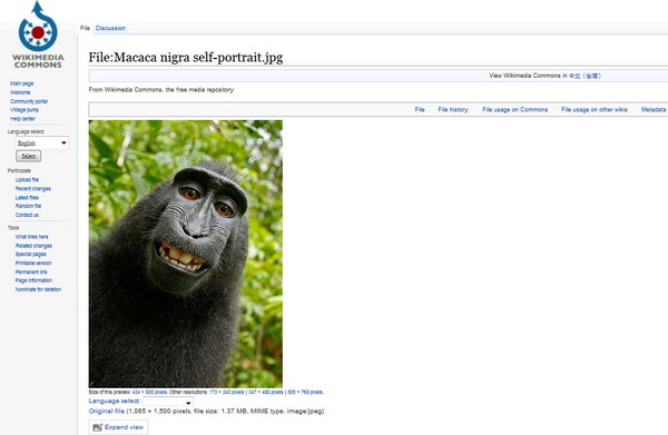 维基百科提供猴子自拍给网友免费下载