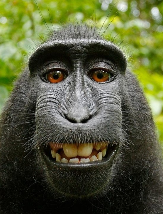 好啦,史雷特,这张照片透过图片代理商购买,你赚到了,开心一点没?