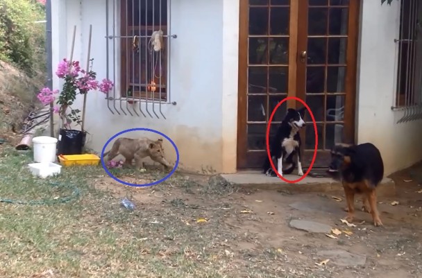 Сʨ��(��Ȧ)�߽�������Ȯ(��Ȧ)����Ȼ��֪��