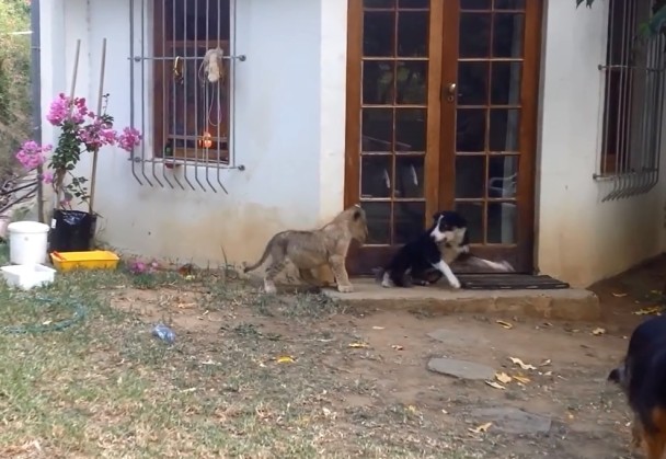 ����Ȯ��ͷ����Сʨ�Ӿ�����ǰ���ŵ�����