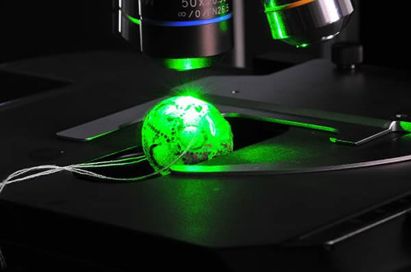 ���������ֳ�������Ƭ