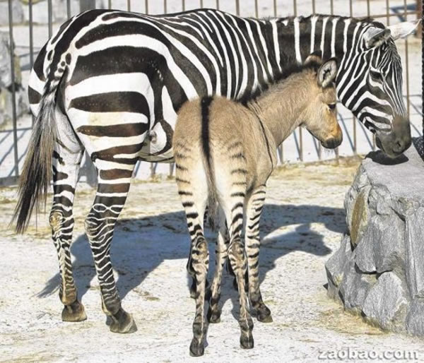 �������Ƕ���԰һֻ�ư�������¿������¡���¿������