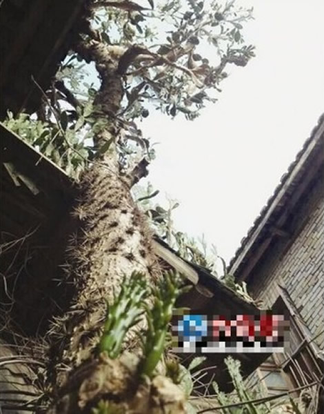 ����������ƽһ�þ���������֭Һ��ҽ����