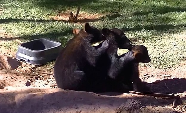 美国亚利桑那州动物园3只小黑熊“排排坐”