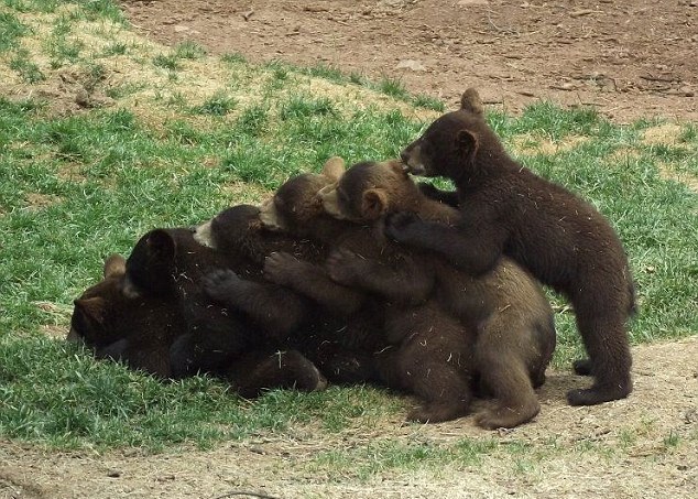 网上流传的小熊排排坐更强版本,6只小熊排队舔耳朵。