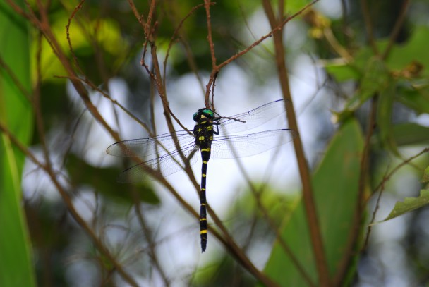 台北市唯一保育类蜻蜓“无霸勾”现踪迹