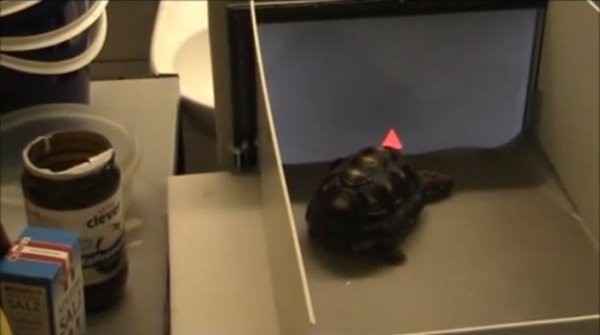 萤幕上显示各种图形,如果它们正确识别出图像,就会得到草莓当奖励。