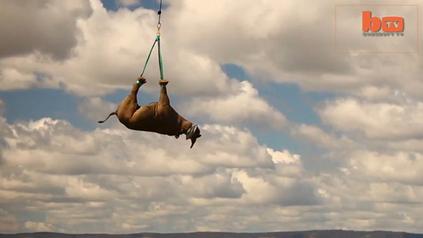 ��Σ��Ϭţ��� ��ֱ��������