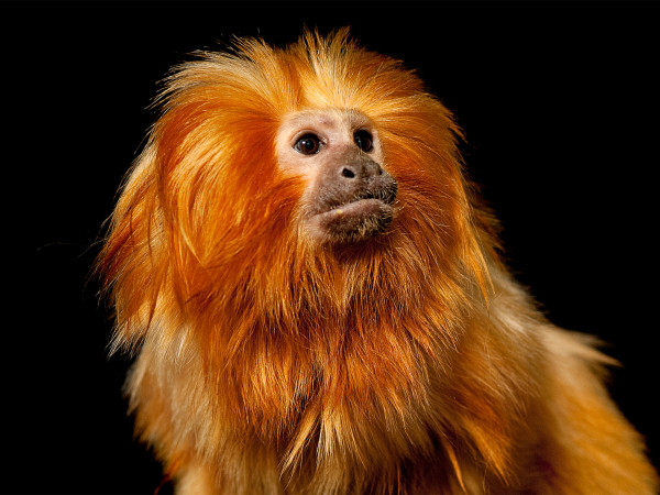 金獅狨(Leontopithecus rosalia rosalia)