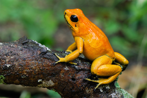 金色箭毒蛙(Phyllobates terribilis)
