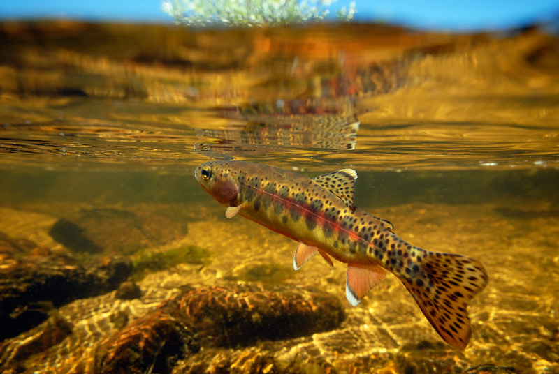 加州金黄鳟鱼(Oncorhynchus mykiss aguabonita)