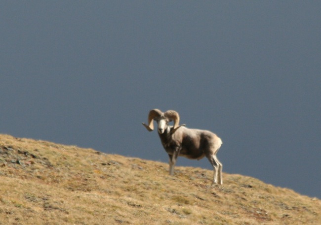 盘羊的战利品狩猎与进化选择