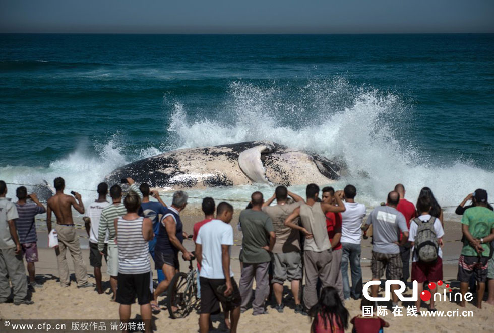 Լ¬Macumba̲ǳһͷͷΧ