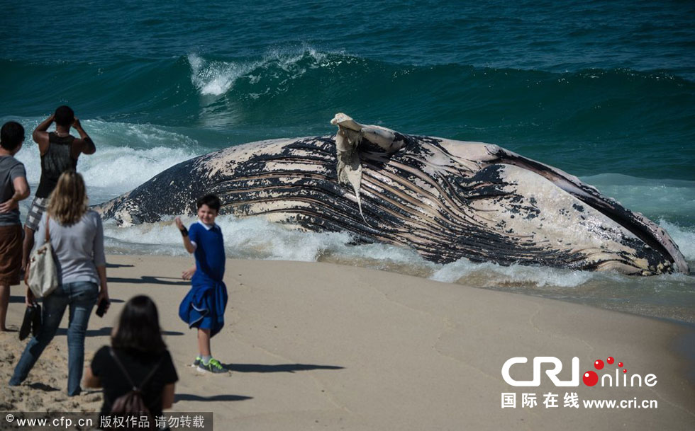 Լ¬Macumba̲ǳһͷͷΧ