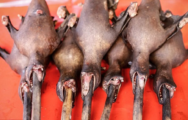 印尼澜泊湾的菜市场里充斥着斩断的蛇块和火上叉烧的蝙蝠等各种可怕美食