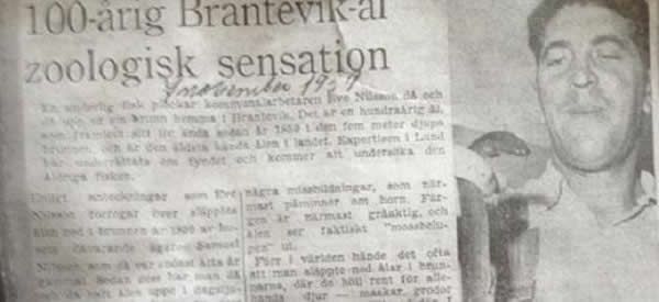 1959年,在这条鳗鱼百岁生日的时候,当地报纸对它进行了报道。