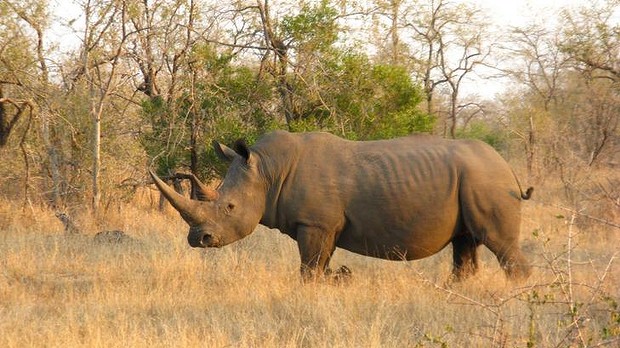 ϷϢڿ³ҹ԰500ֻϬţ͵ܵص