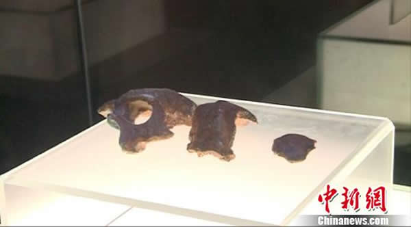 南京直立人化石