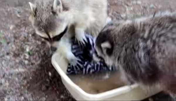 ����˹����԰������ܸ���ͬ�����Լ�ϴ�·�