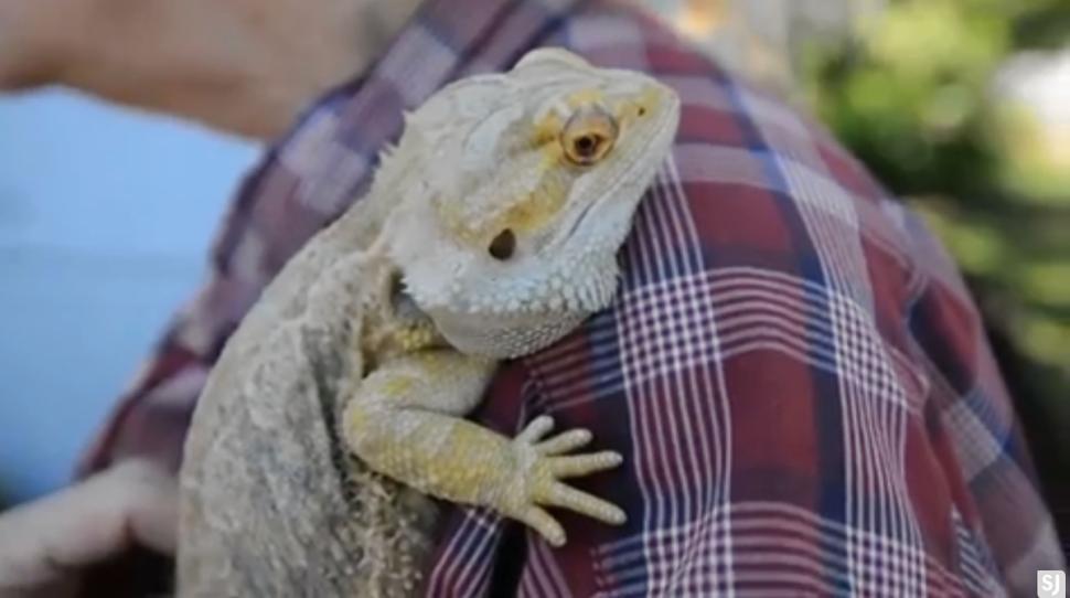 ����Ů������CPR�Ȼ���ʨ��