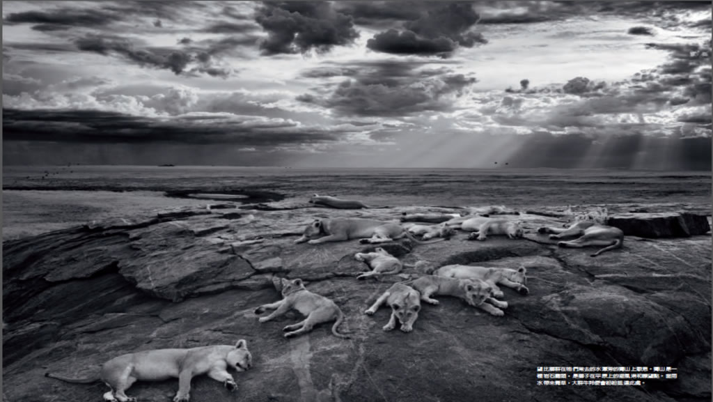 ���׸ǵٵ�����ʨȺ�ڶ�ɽ��ЪϢ�� PHOTO BY: MICHAEL NICHOLS