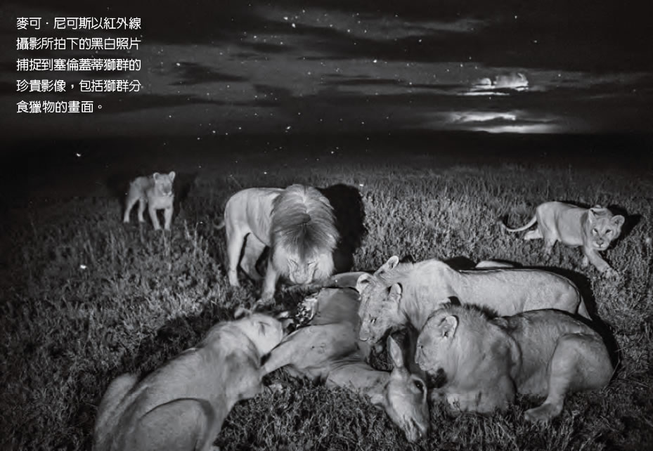 ���׸ǵٵ�ʨȺ