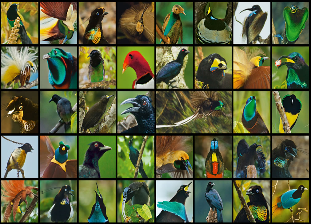 天堂鸟科共有15属39种,它们生活在新几内亚与其周围岛屿及澳洲东缘,分布范围从沼泽低地到海拔3500公尺以上的云雾林。 PHOTOS BY TIM LAMAN