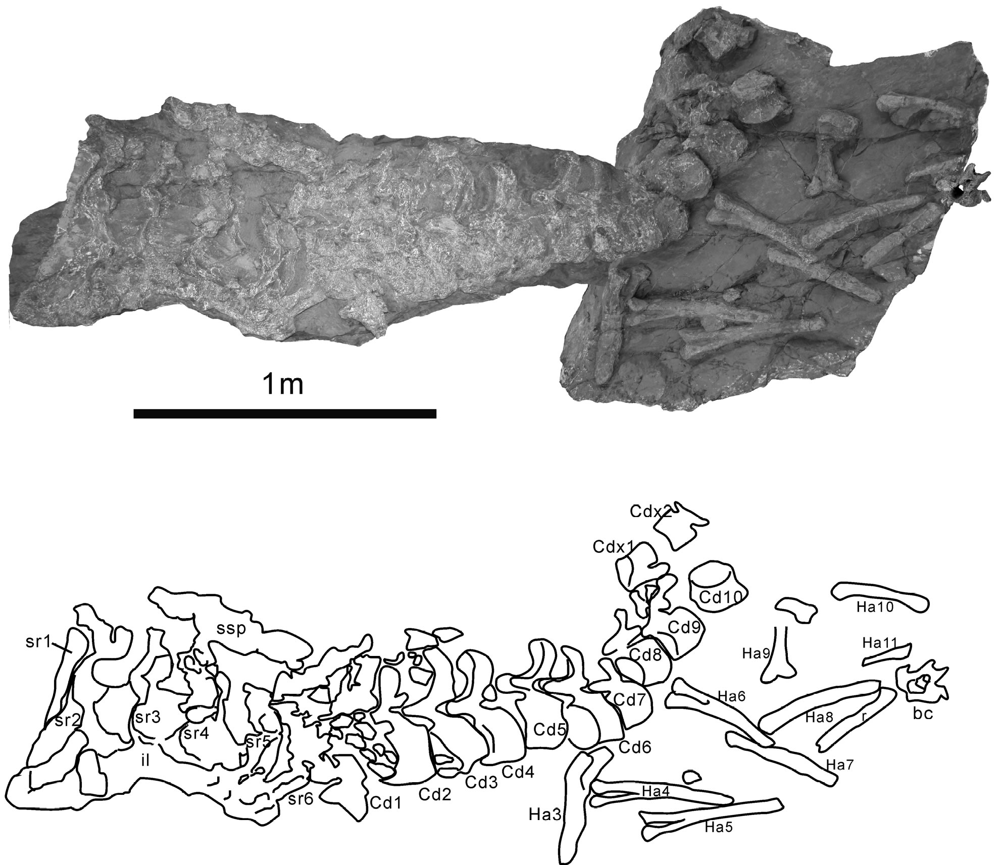 日本兵库县确认出土一种1亿多年前的新种食草恐龙“丹波巨龙”Tambatitanis amicitiae