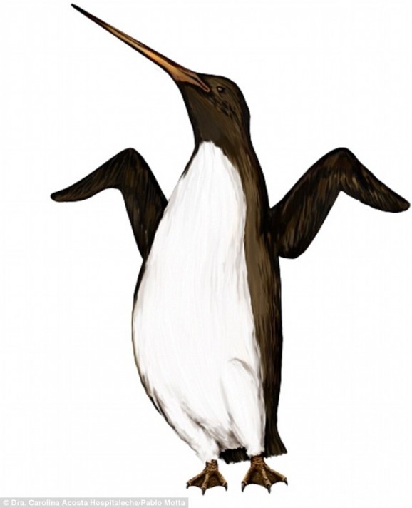 阿根廷科学家在南极地区发现3700多万年前身高可达2米的“巨型企鹅”复原图
