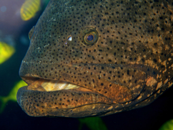 1961年捕获的极度濒危的大石斑鱼的垂钓纪录是308 公斤