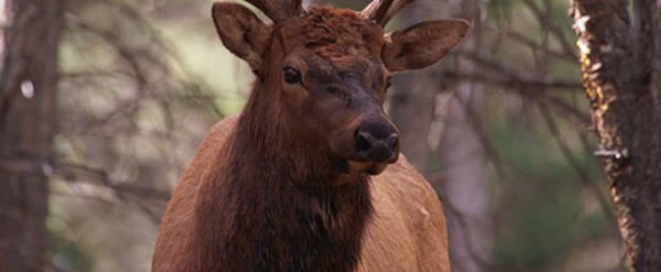 ����ͼ����¹