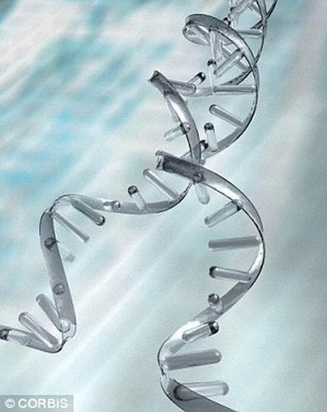 目前科学家首次对家猫进行DNA完全排序,未来有望治疗白血病和艾滋病患者。